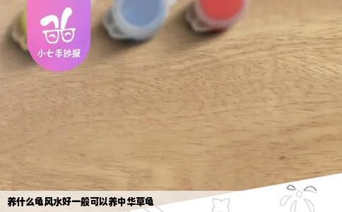 养什么龟风水好一般可以养中华草龟