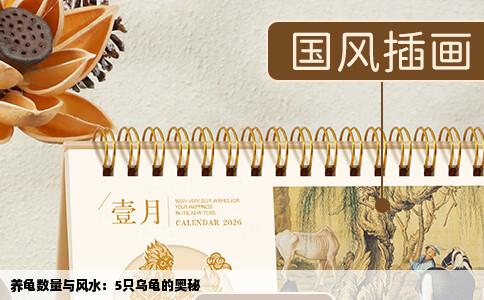 养龟数量与风水：5只乌龟的奥秘
