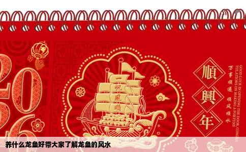 养什么龙鱼好带大家了解龙鱼的风水