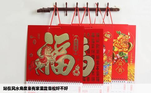 站在风水角度来有家里栽雪松好不好